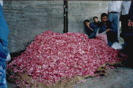 montagne de ptales de rose  Alep